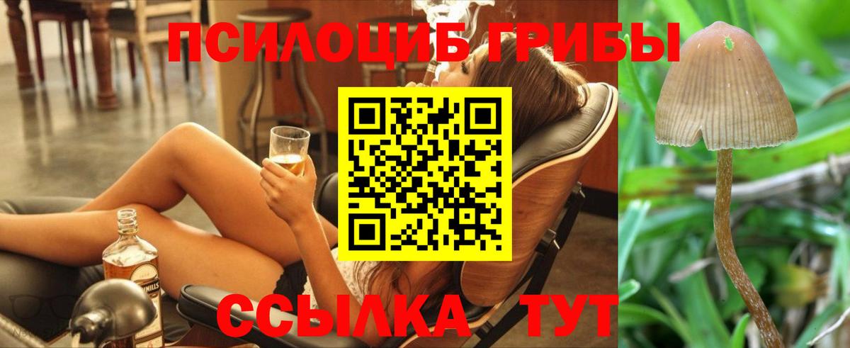 Галлюциногенные грибы Psilocybe  Галлюциногенные грибы прущие грибы  как найти   Гусев  Вход с VPN 
